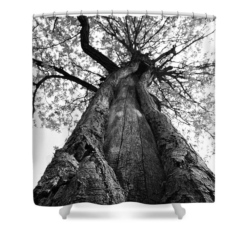 Tree Shower Curtain featuring the photograph Portrait of a Tree in Black and White by Amanda R Wright