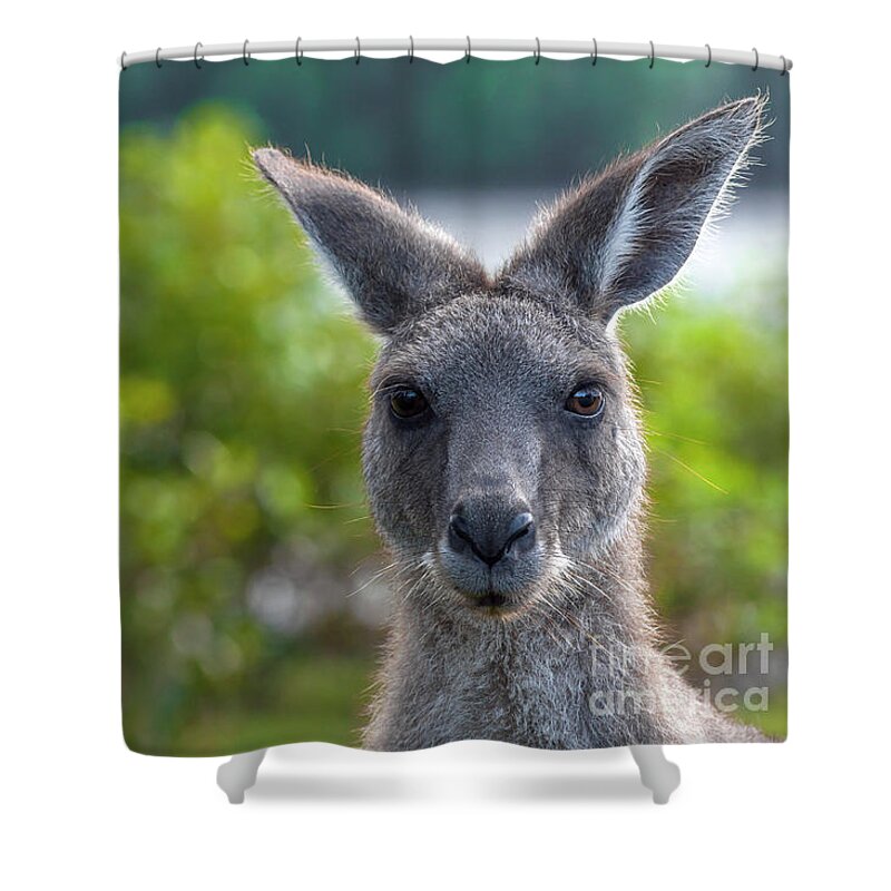 Kangaroo Shower Curtain featuring the photograph Portrait of a Wild Kangaroo by Daniel M Walsh