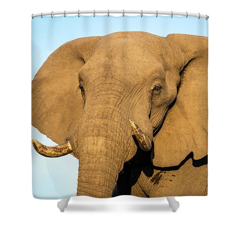 African Elephant Shower Curtain featuring the photograph Portrait of an African Elephant by Elvira Peretsman