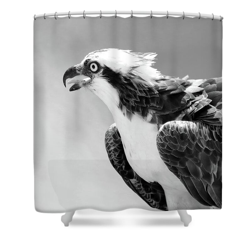 Osprey Shower Curtain featuring the photograph Portrait of an Osprey B W by David T Wilkinson