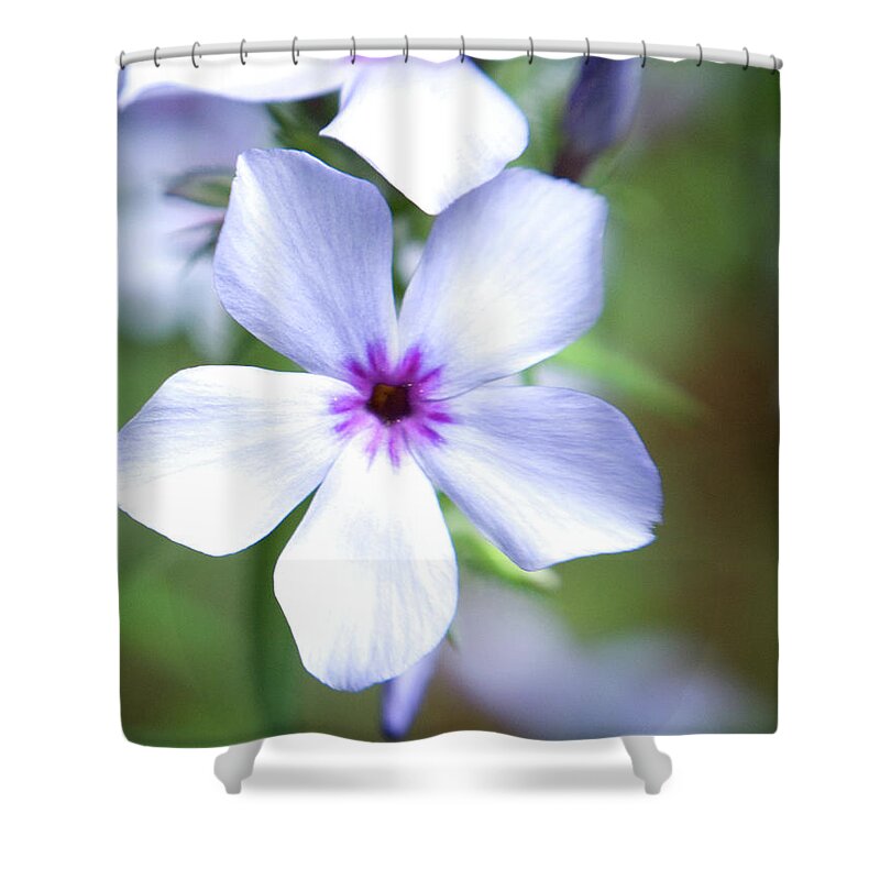 Color Shower Curtain featuring the photograph Portrait of Chattahoochie Phlox by Dorothy Lee