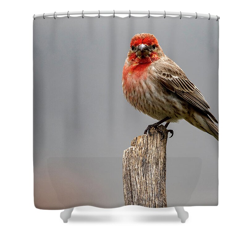 Bird Shower Curtain featuring the photograph Posing Finch by Cathy Kovarik