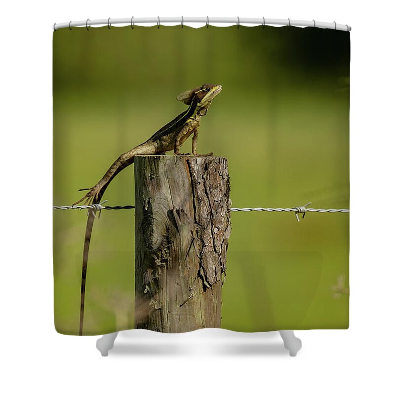 Brown Basilisk Shower Curtain featuring the photograph Postal Sunbathing by RD Allen