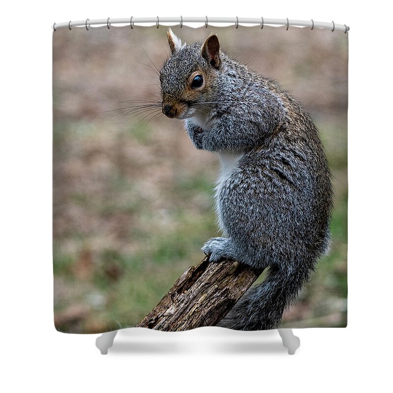Mammal Shower Curtain featuring the photograph Posted by Cathy Kovarik