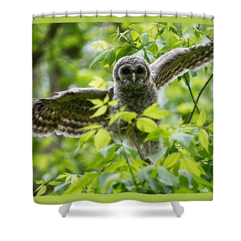 Owlet Shower Curtain featuring the photograph Practice Flight by Judy Link Cuddehe