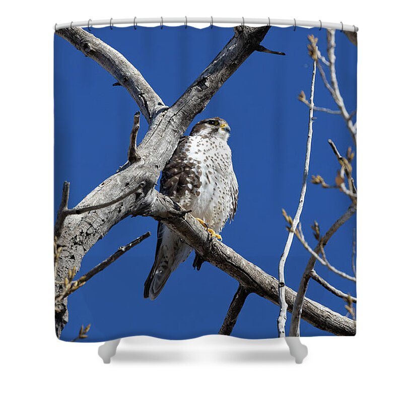 Wildlife Shower Curtain featuring the photograph Prairie Falcon Keeps Watch From on High by Tony Hake