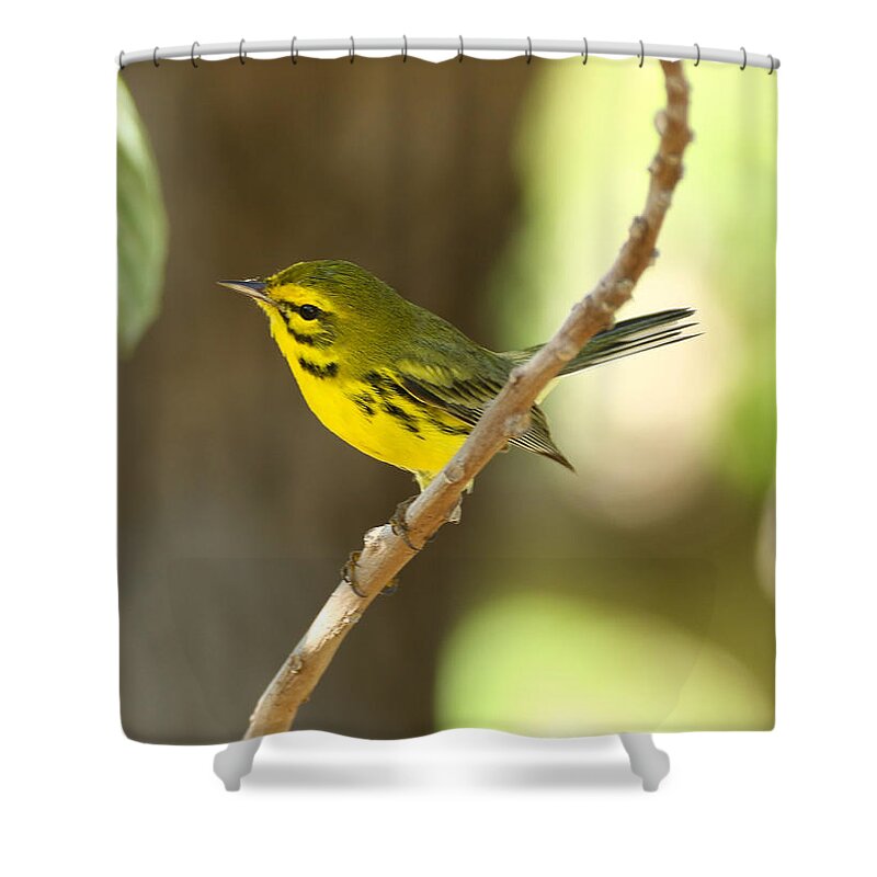 Bird Shower Curtain featuring the photograph Prairie warbler by Montez Kerr