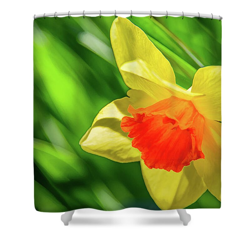 Daffodils Shower Curtain featuring the photograph Precocious Daffodil by Marcy Wielfaert
