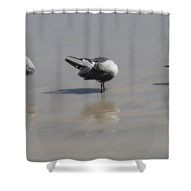 Shore Birds Shower Curtain featuring the photograph Preening Gulls by Neala McCarten