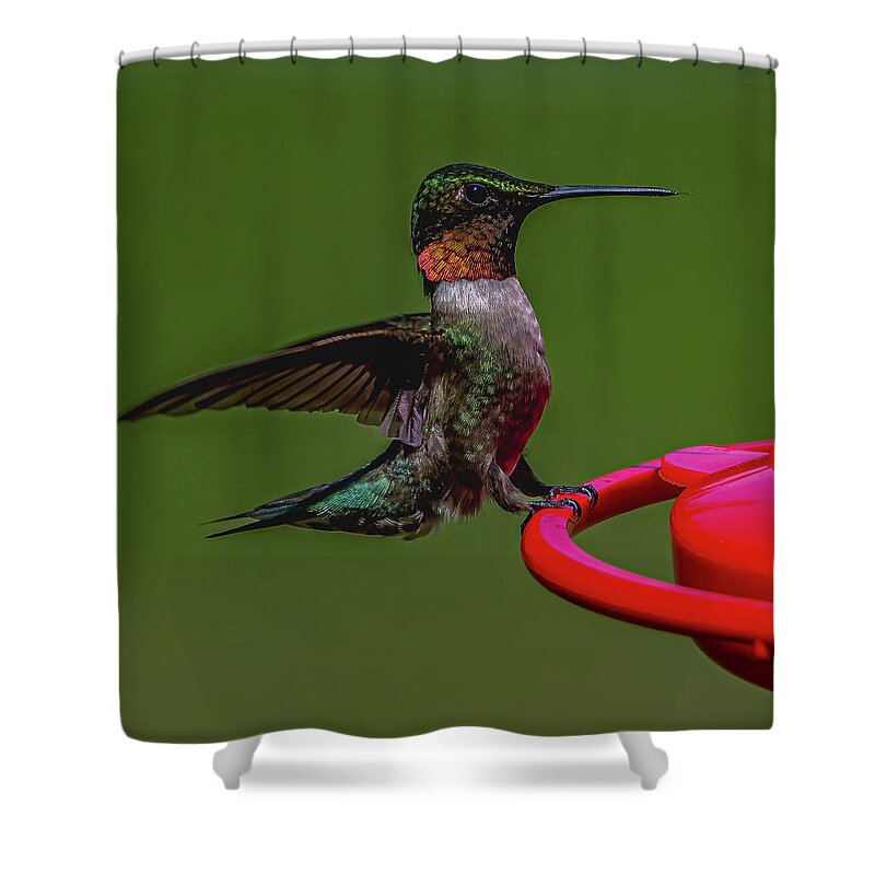 Animal Shower Curtain featuring the photograph Preparing for Dinner by Brian Shoemaker