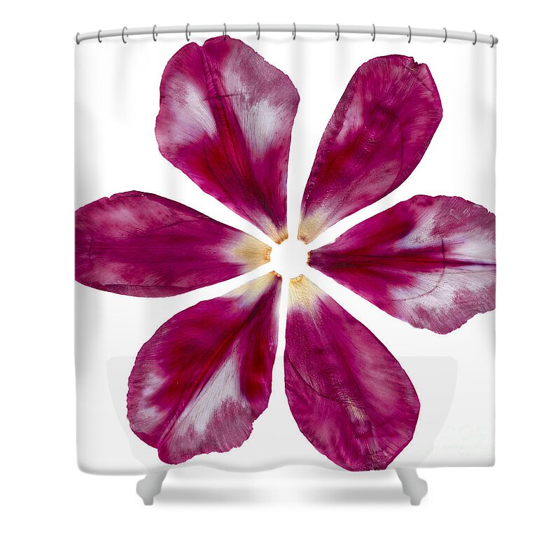 Pink Shower Curtain featuring the photograph Pressed Pink Tulip Petals by Michelle Bien