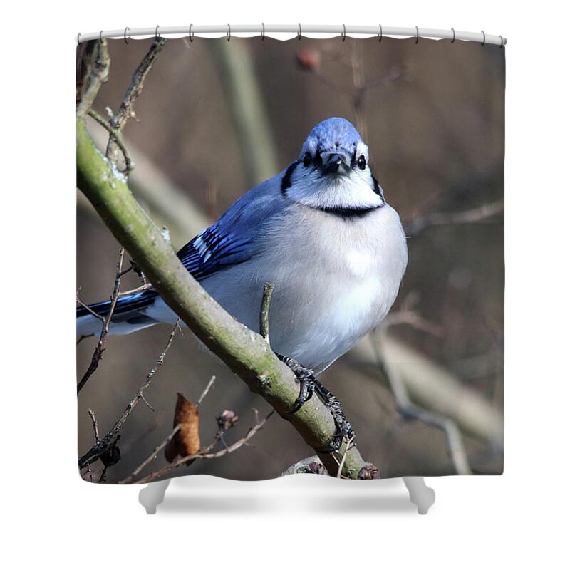 Birds Shower Curtain featuring the photograph Pretty Bird by Trina Ansel