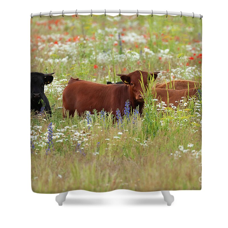 Norfolk Shower Curtain featuring the photograph Norfolk England dexter cows in a flower meadow by Simon Bratt