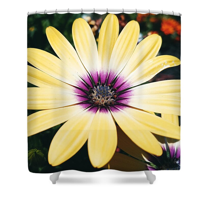 Flower Shower Curtain featuring the photograph Pretty Eyed Flower by Dani McEvoy