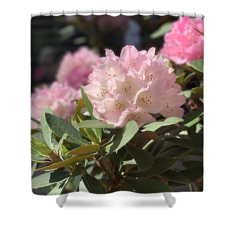 Rhododendron Shower Curtain featuring the photograph Pretty in Pink by Juliette Becker