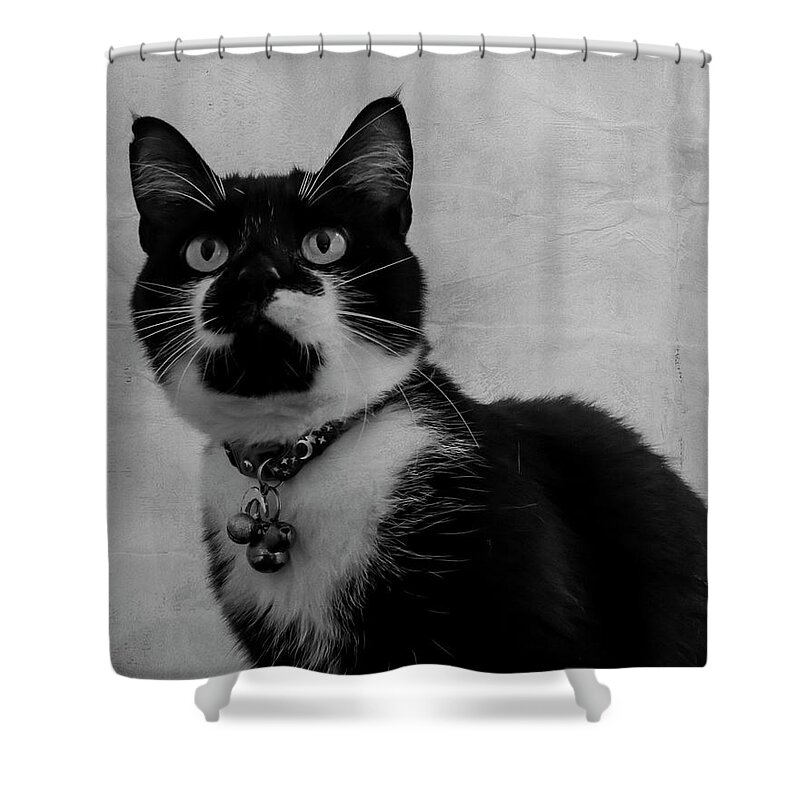Cat Shower Curtain featuring the photograph Pretty Kitty by Cathy Kovarik