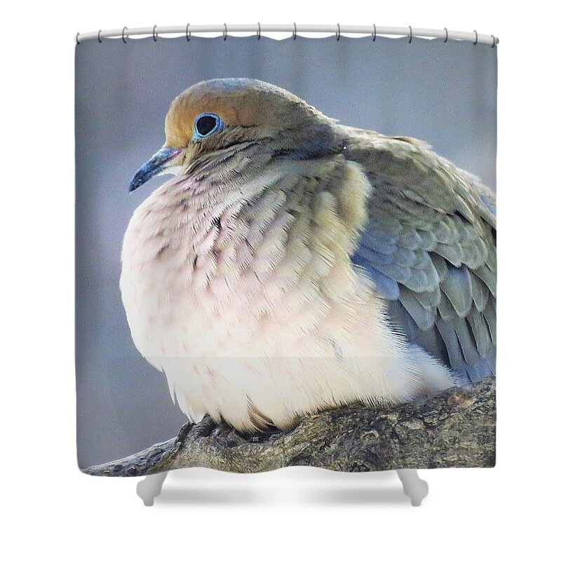 Birds Shower Curtain featuring the photograph Pretty Mourning Dove by Lori Frisch