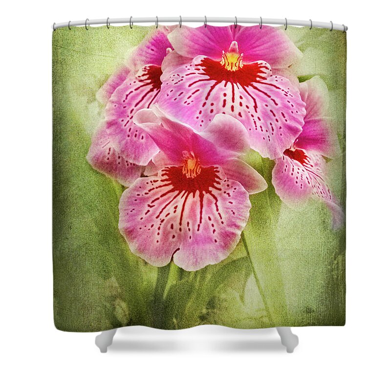 Pansy Shower Curtain featuring the photograph Pretty Pansy Orchid by Marilyn Cornwell