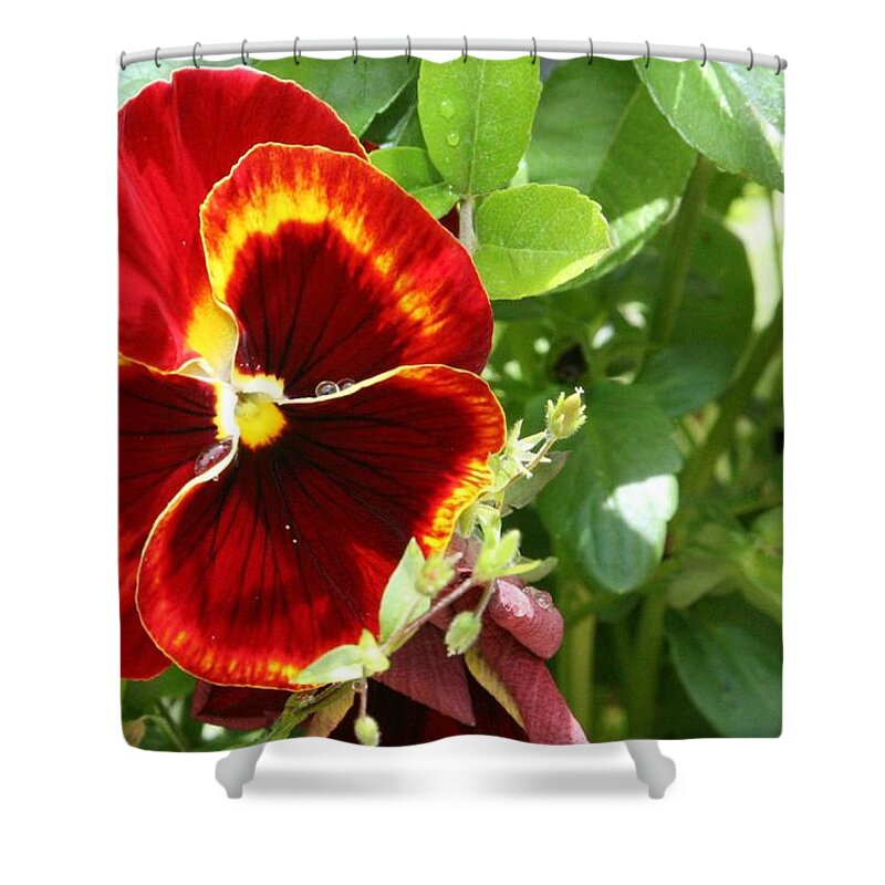 Flowers Shower Curtain featuring the photograph Pretty red flower by Christopher Rowlands