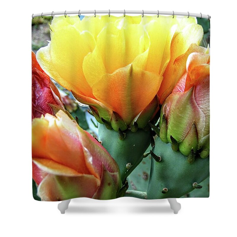 Prickly Pair Shower Curtain featuring the photograph Prickly Bloom by Kim Galluzzo