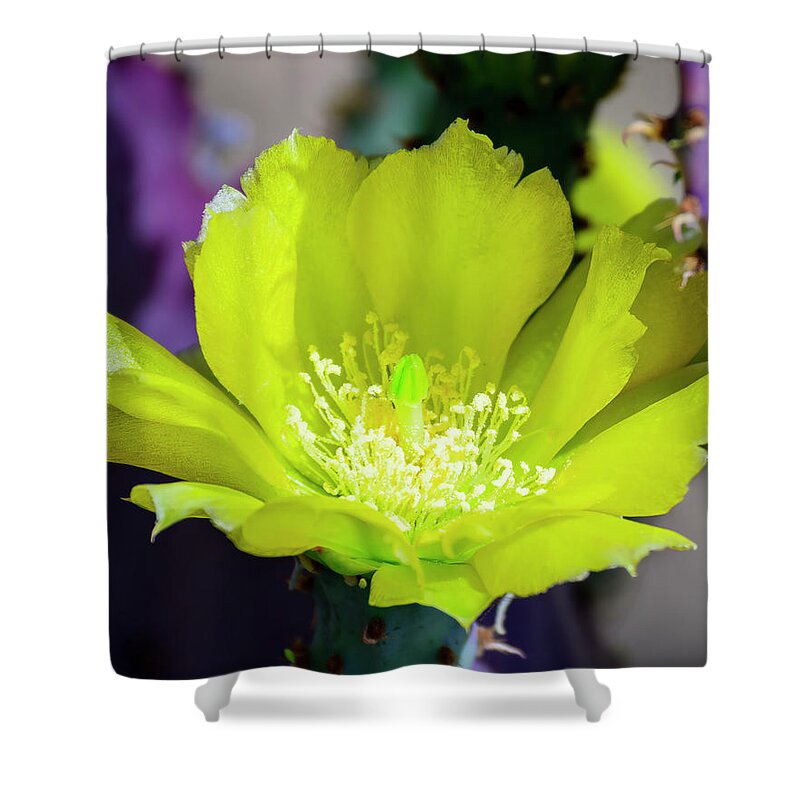 Floral Shower Curtain featuring the photograph Prickly Pear Flower 25105 by Mark Myhaver