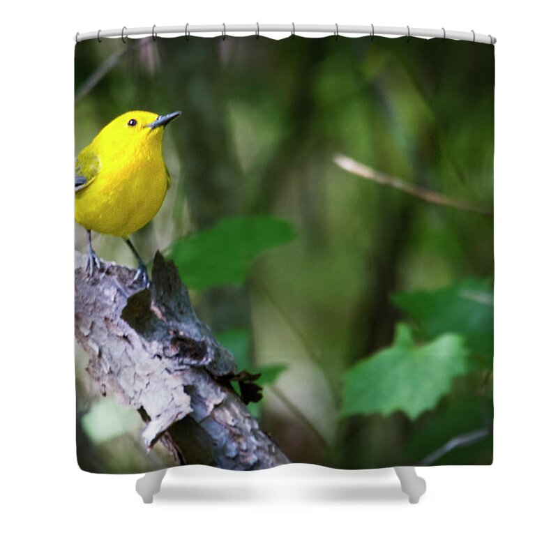 Warbler Shower Curtain featuring the photograph Prothonotary Warbler 3 by Bob Decker