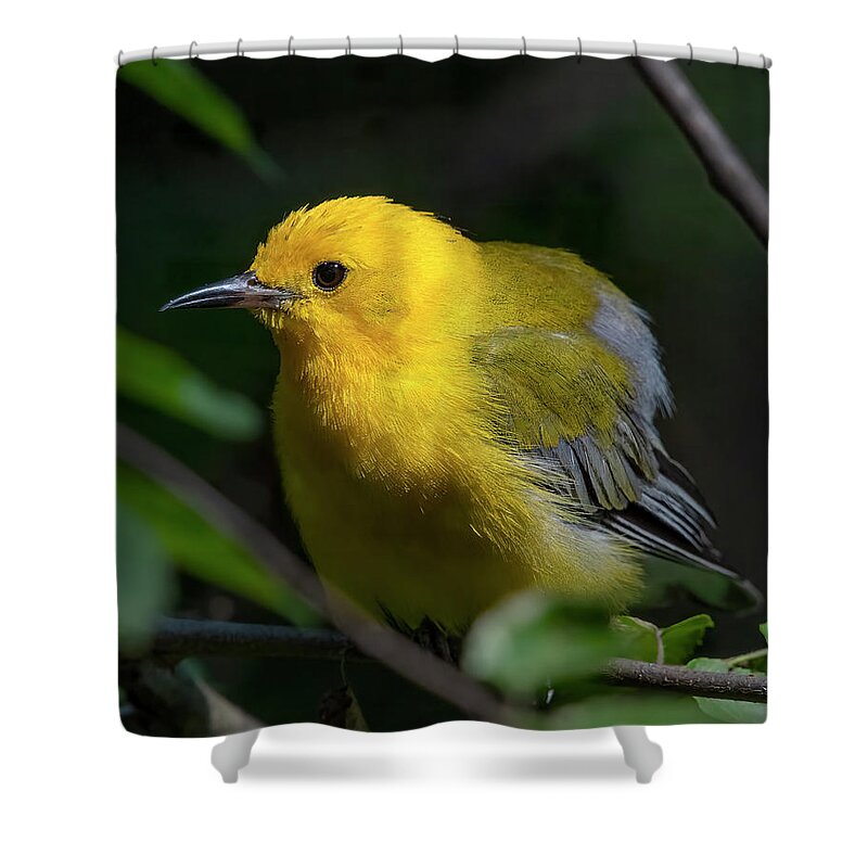 Nature Shower Curtain featuring the photograph Prothonotary Warbler DSB0396 by Gerry Gantt