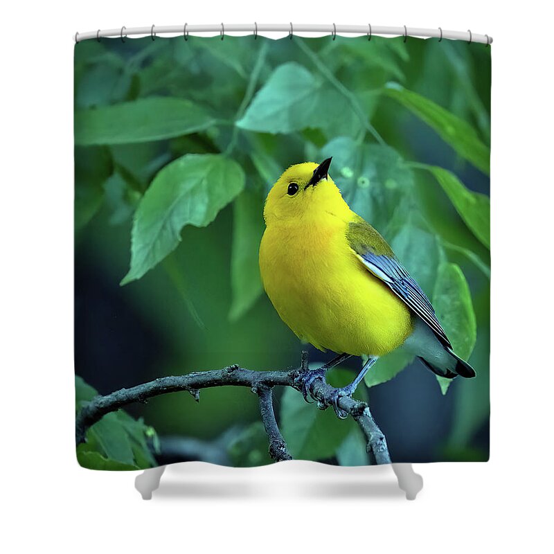 Wildlife Shower Curtain featuring the photograph Prothonotary Warbler by Gina Fitzhugh