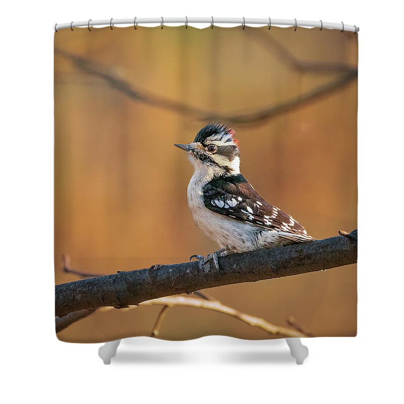 Nature Shower Curtain featuring the photograph Proud Downy Woodpecker by Kristia Adams