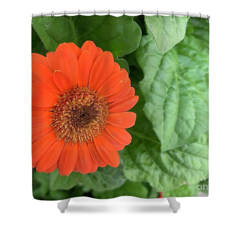 Flowers Shower Curtain featuring the photograph Proud Orange Flower by Catherine Wilson