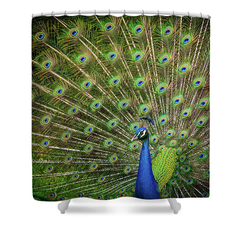 Peacock Shower Curtain featuring the photograph Proud Peacock by Louise Tanguay