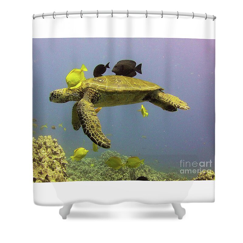 Turtle Shower Curtain featuring the photograph Puako turtle cleaning by Radine Coopersmith
