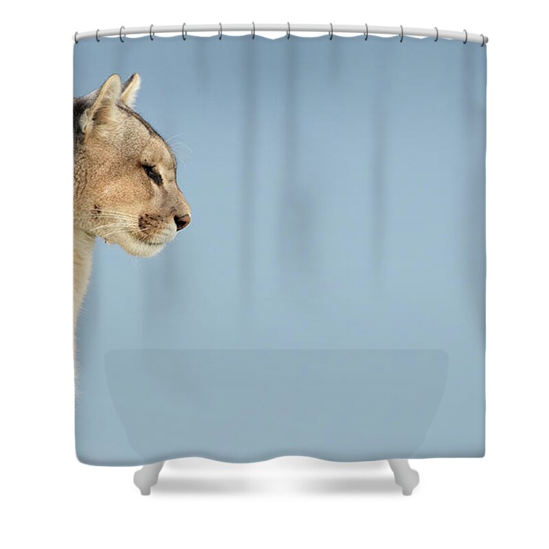Puma Shower Curtain featuring the photograph Puma Profile Pano by Max Waugh