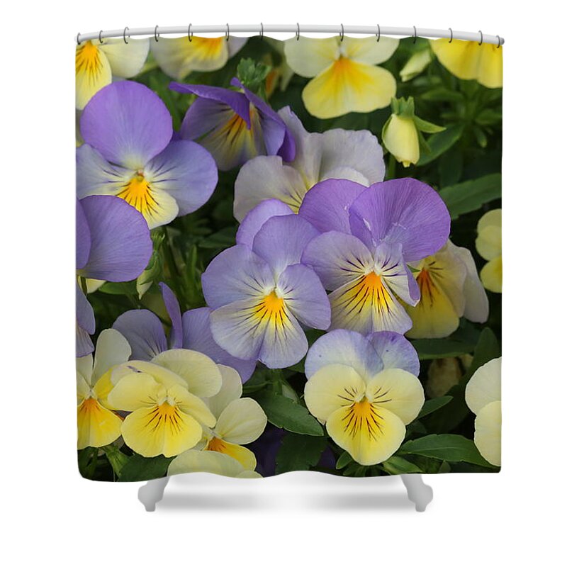 Nature Shower Curtain featuring the photograph Purple and Yellow Pansies by Sheila Brown