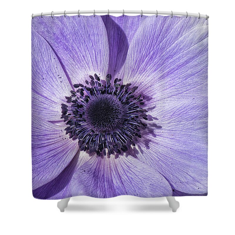 Anemone Shower Curtain featuring the photograph Purple Anemone Flower - Tryon Palace New Bern NC by Bob Decker