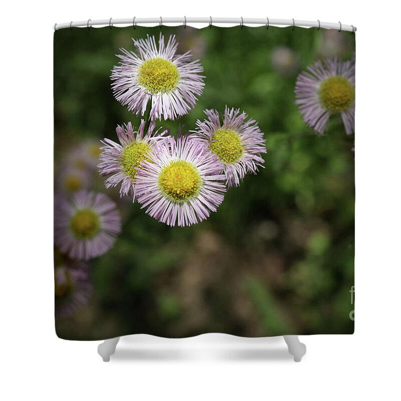 Daisy Shower Curtain featuring the photograph Purple Daisies by Coral Stengel
