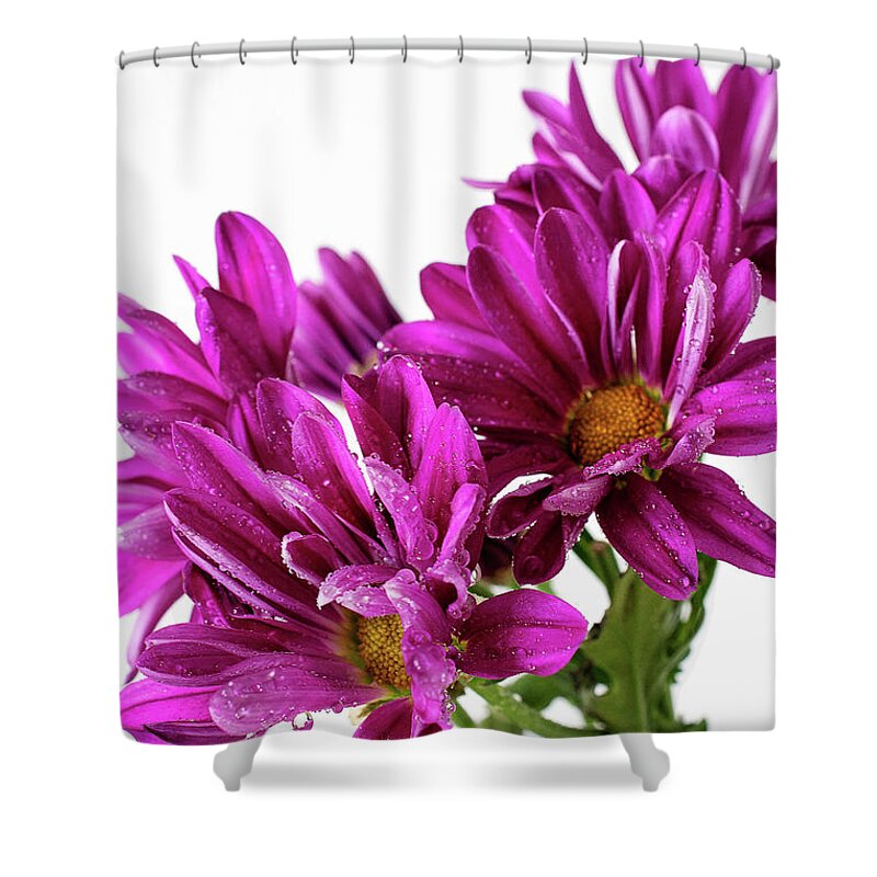 Purple Daisy Flower Photo Wall Art Shower Curtain featuring the photograph Purple Daisy Flower Photo Art by Gwen Gibson