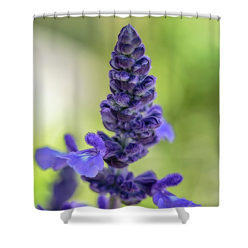 Flowers Shower Curtain featuring the photograph Purple by David Lee