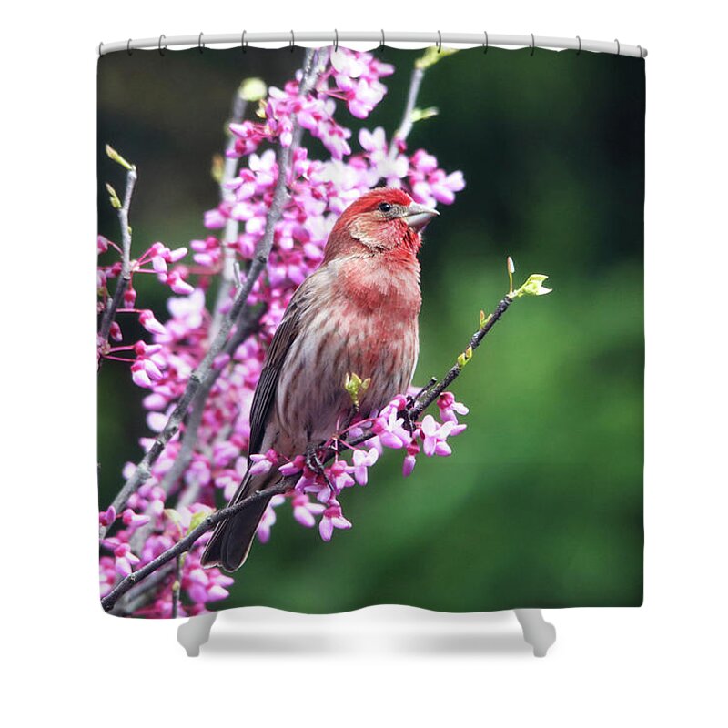 Birds Shower Curtain featuring the photograph Purple Finch in the Redbud Tree by Trina Ansel