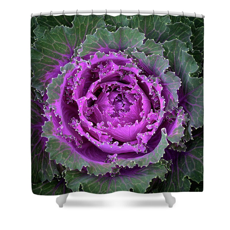 Autumn Shower Curtain featuring the photograph Purple Flowering Cabbage by Frank Mari