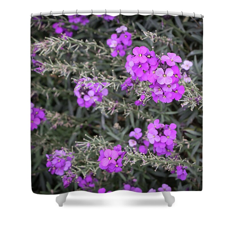 2017 Shower Curtain featuring the photograph Purple Flowers by Gerri Bigler