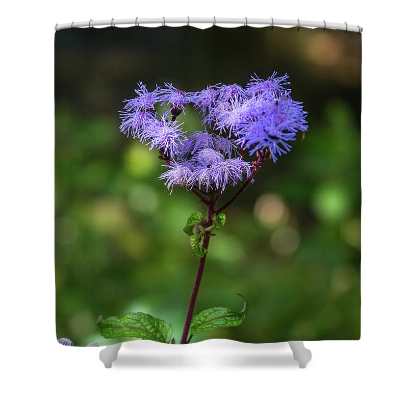 Flowers Shower Curtain featuring the photograph Purple Fuz by David Beechum