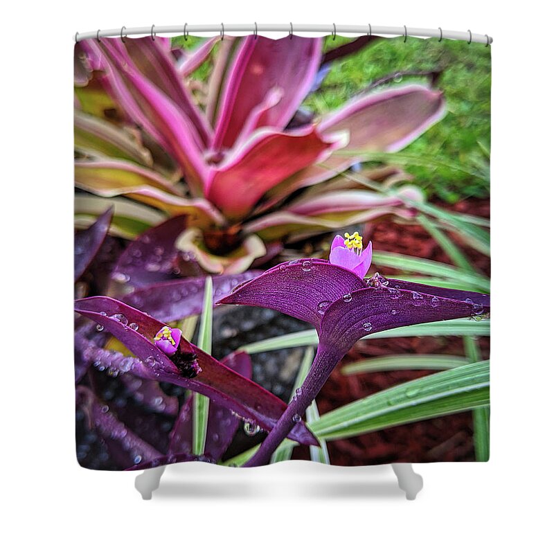 Flower Shower Curtain featuring the photograph Purple Heart Morning Dew by Portia Olaughlin