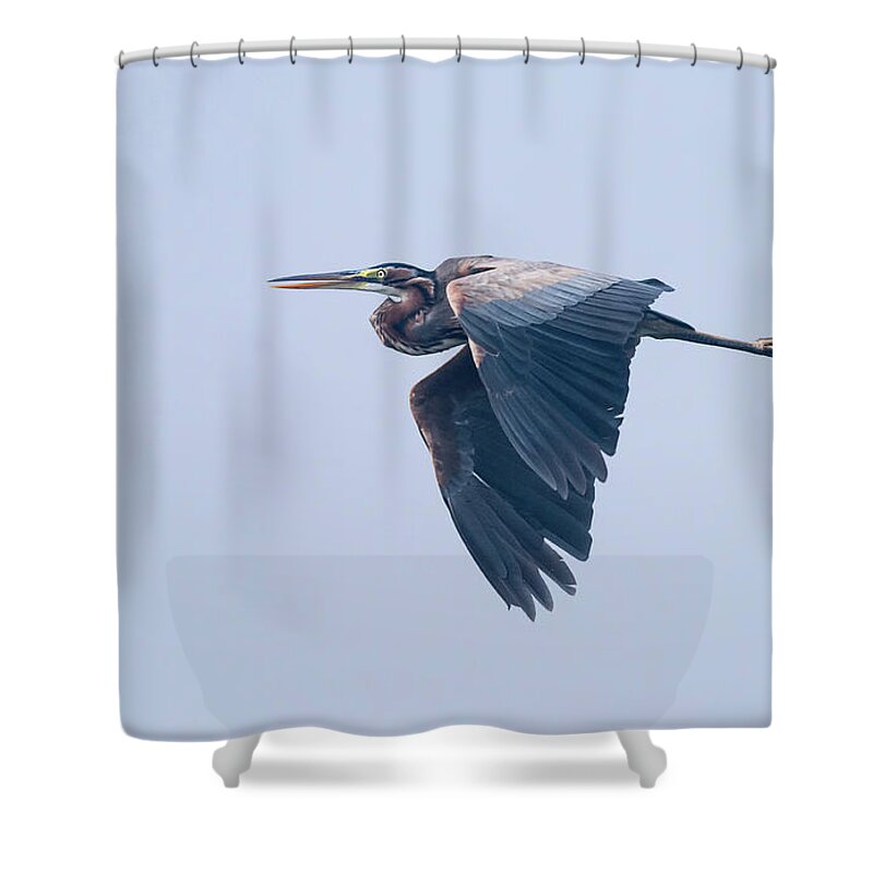  Shower Curtain featuring the photograph Purple heron by Puttaswamy Ravishankar