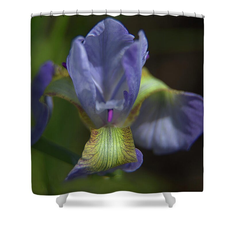 Iris Shower Curtain featuring the photograph Purple Iris Flower by Loyd Towe Photography