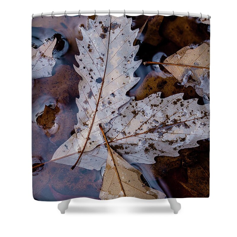 Purple Shower Curtain featuring the photograph Purple Leaves by Iris Greenwell