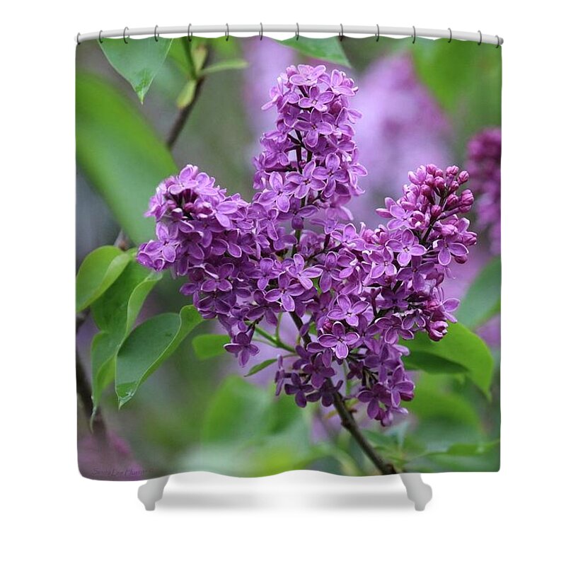 Lilac Shower Curtain featuring the photograph Purple Lilacs In June by Sandra Huston