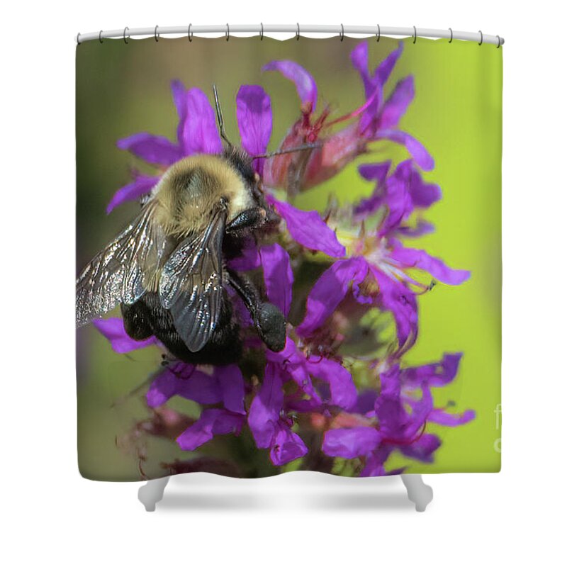 Purple Loosestrife Shower Curtain featuring the photograph Purple Loosestrife #2 by Lorraine Cosgrove