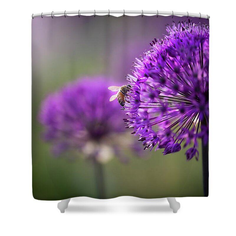  Shower Curtain featuring the photograph Purple Puff by Nicole Engstrom