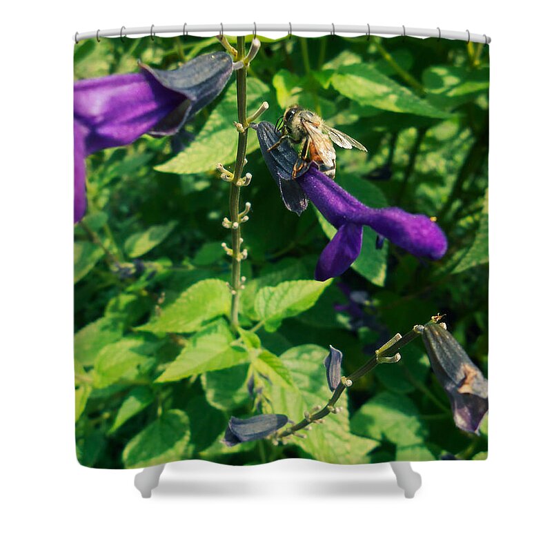 Purple Shower Curtain featuring the photograph Purple Salvia Bee by W Craig Photography